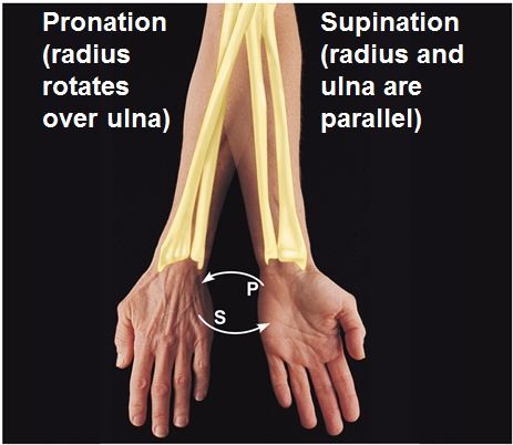 turning the hand to a palm down or palm up position