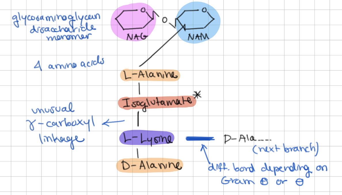 <p>1) L-Alanine</p><p>2) Isoglutamate</p><p>3) L-Lysine</p><p>4) D-Alanine</p><p>-</p><p>(AEKA? LIL D?)</p>