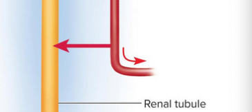 <p>Tubular secretion</p>