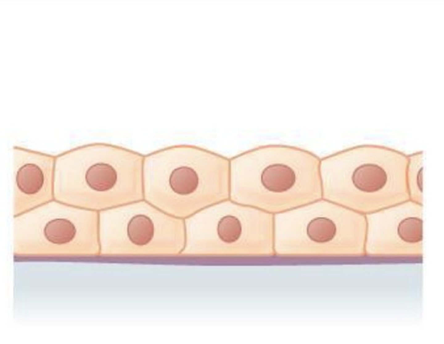 <p>What epithelial tissue is this?</p>