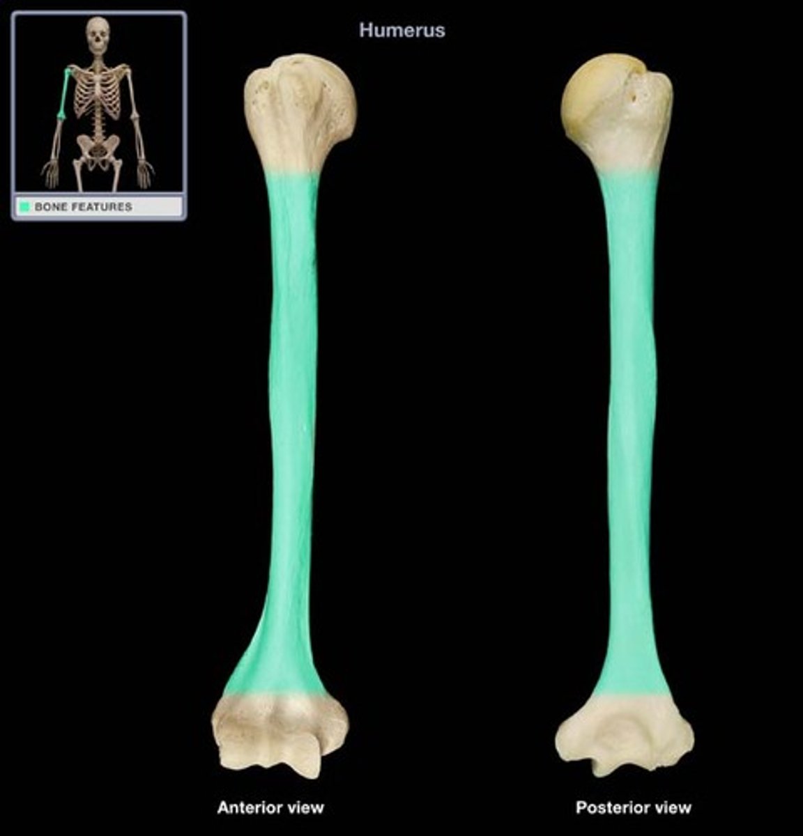 <p>aka Body of the humerus; the area between the surgical neck proximally and the epicondyles distally</p>
