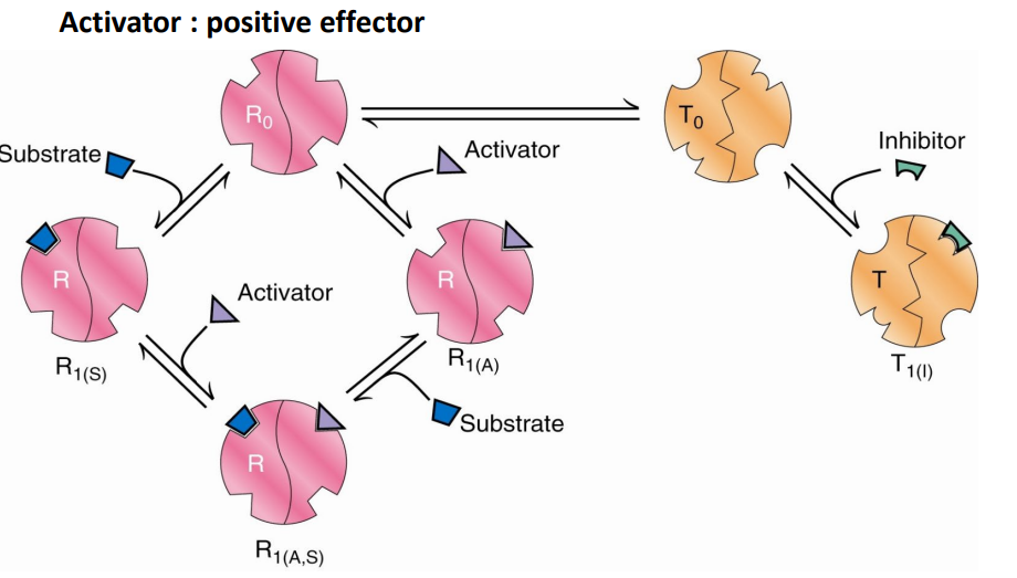 <ul><li><p>Substrate (S) and activator (A) bind preferentially to the R form</p></li><li><p>T0/R0 equilibrium is shifted towards R0</p></li><li><p>Number of S binding sites increases (without any addition of S) </p></li><li><p>L is decreased</p></li><li><p>Increase the affinity of S binding and reduce cooperativity</p></li></ul><p></p>