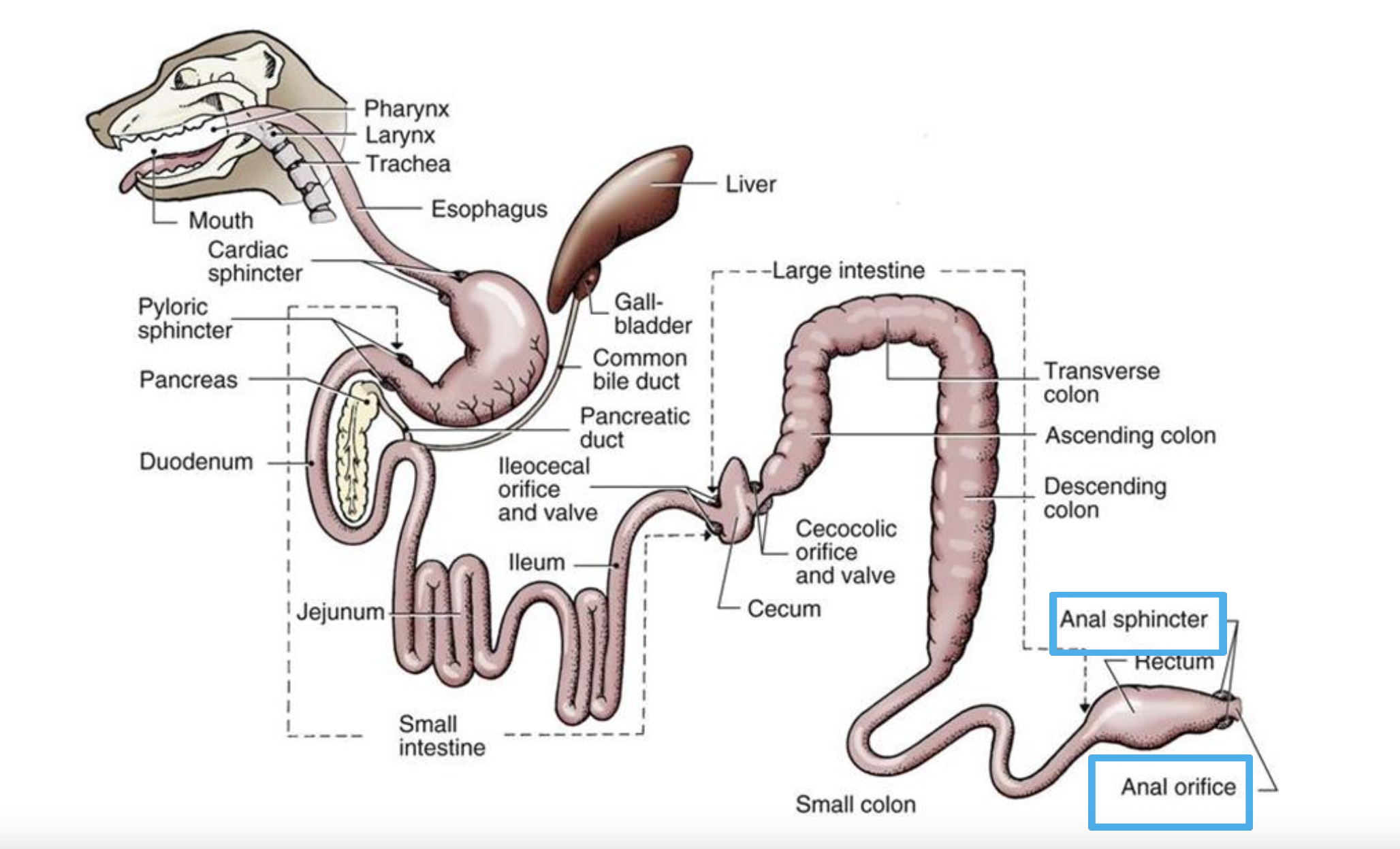__**Anal Canal**__

\
What lines the Anal Canal? 