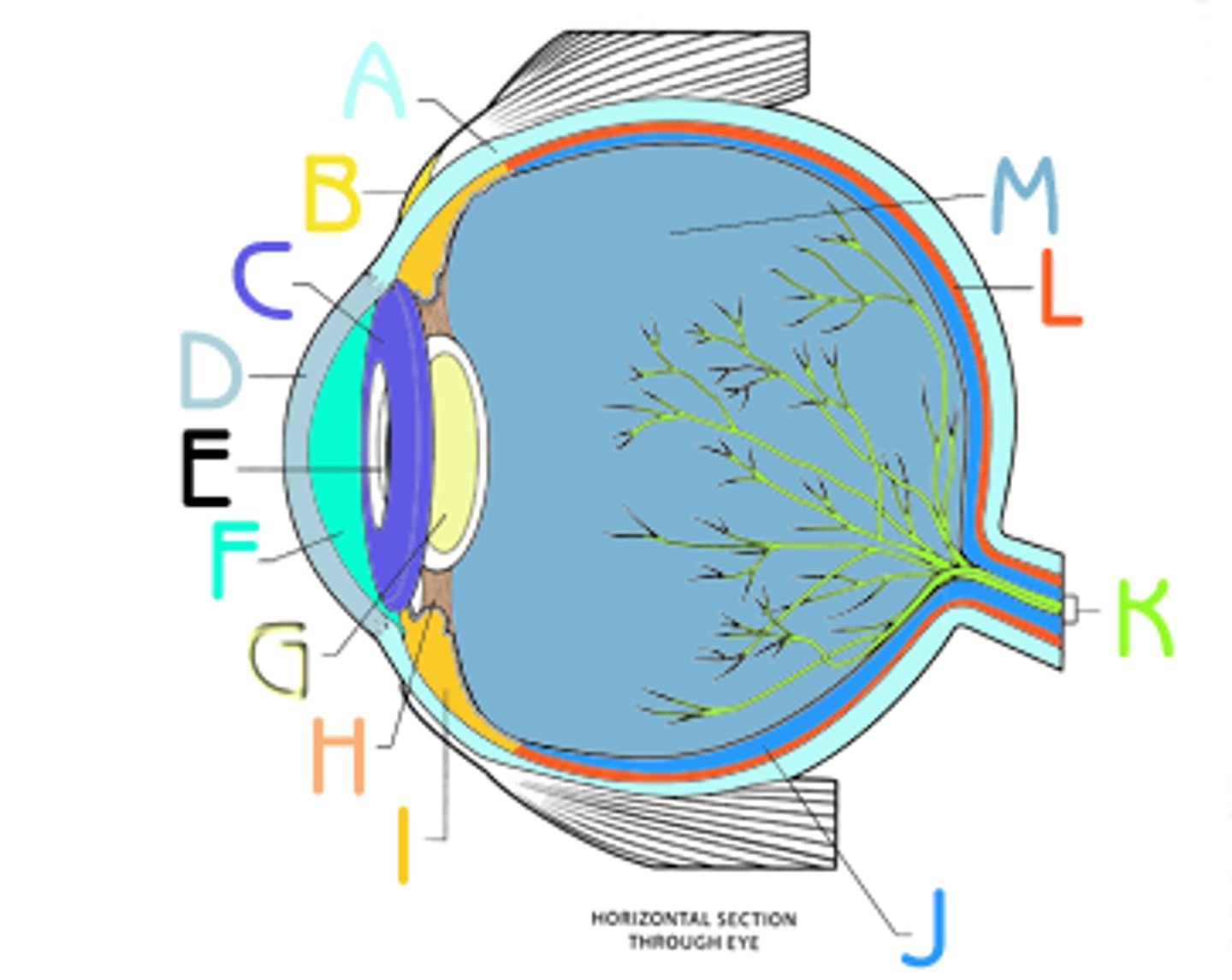 <p>K</p><p>Function: transmits visual information from the retina to the brain. tube back of eye yellow</p>