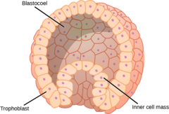 blastocyst