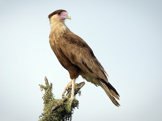 <p>Crested Caracara</p>