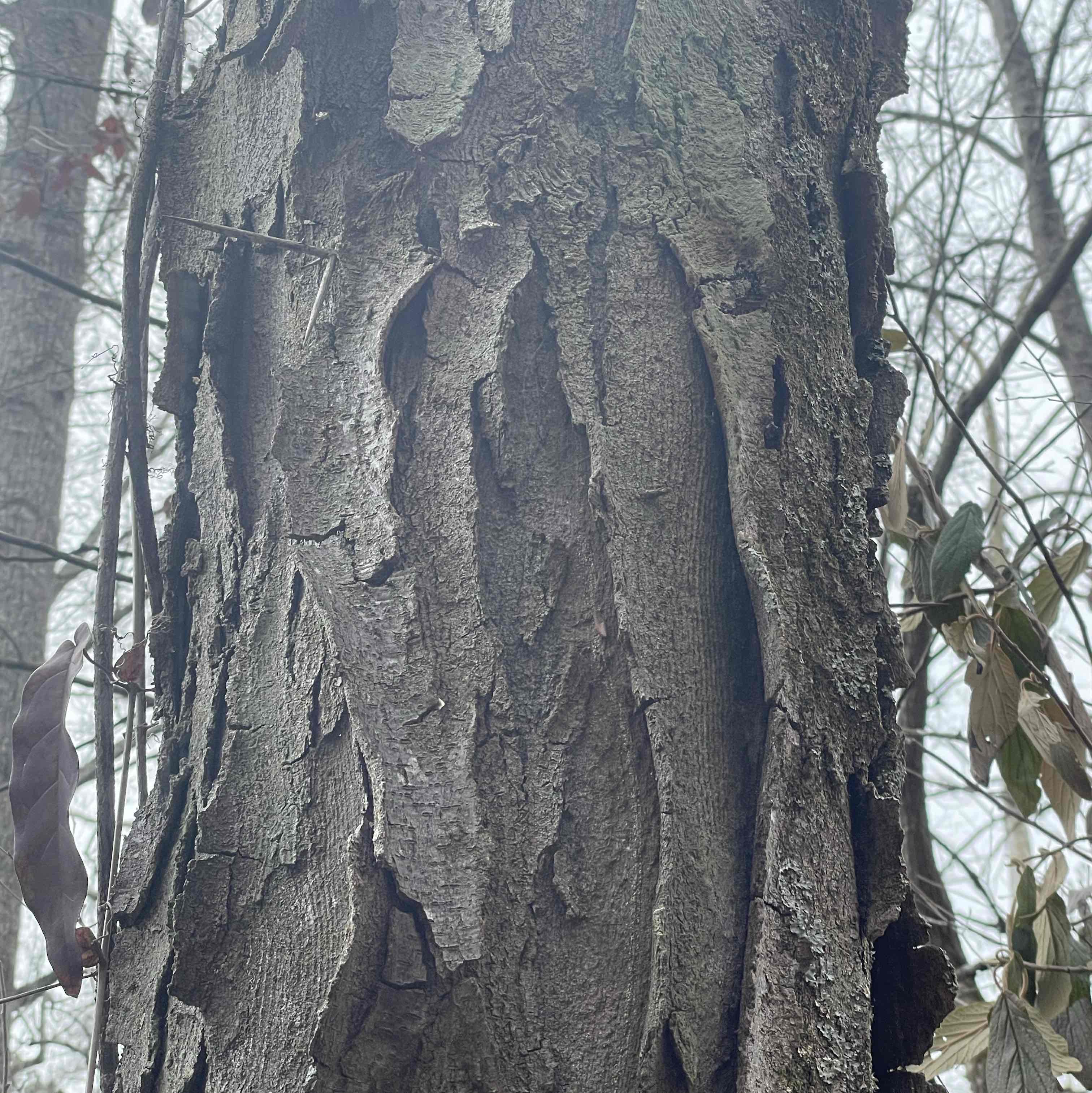 <p>Gleditsia triacanthos</p>