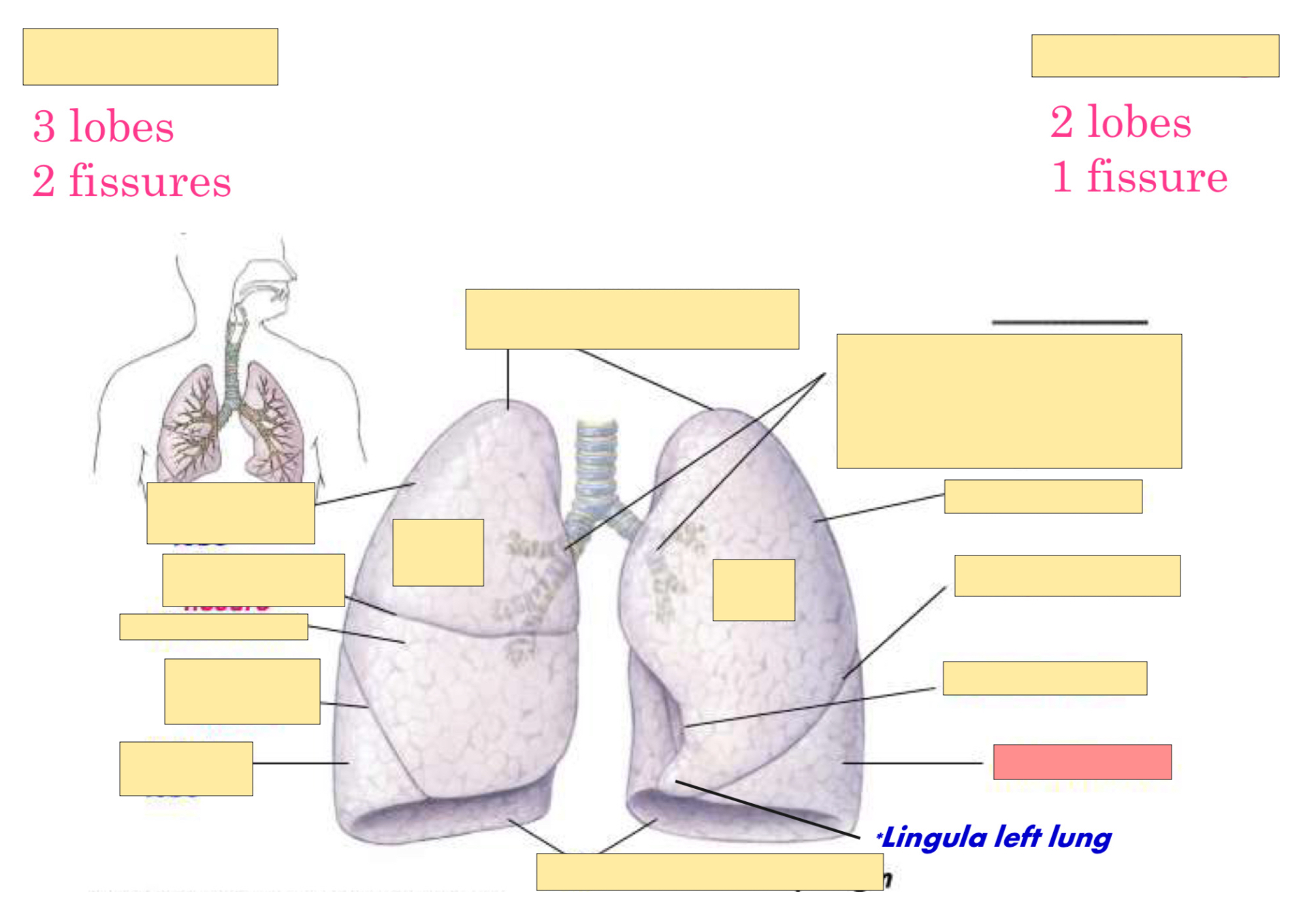 <p>What lobe is this?</p>