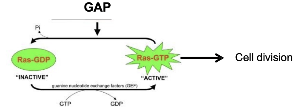 <ul><li><p>NF1 is a GAP protein that enhances Ras’s intrinsic GTPase activity, speeding up GTP hydrolysis and inactivating Ras.</p></li><li><p>Presence of NF1 shortens Ras active time, turning signaling off faster.</p></li><li><p>Loss of NF1 function removes GAP activity, causing Ras to stay active longer.</p></li><li><p>Prolonged Ras activity leads to excessive signaling, increasing cell division rates.</p></li><li><p>NF1 mutations are linked to tumor formation in neural tissue (neurofibromatosis 1).</p></li></ul><p></p>