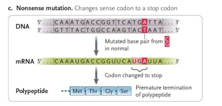 <p>sense codon change into a stop codon (truncated polypeptide)</p>