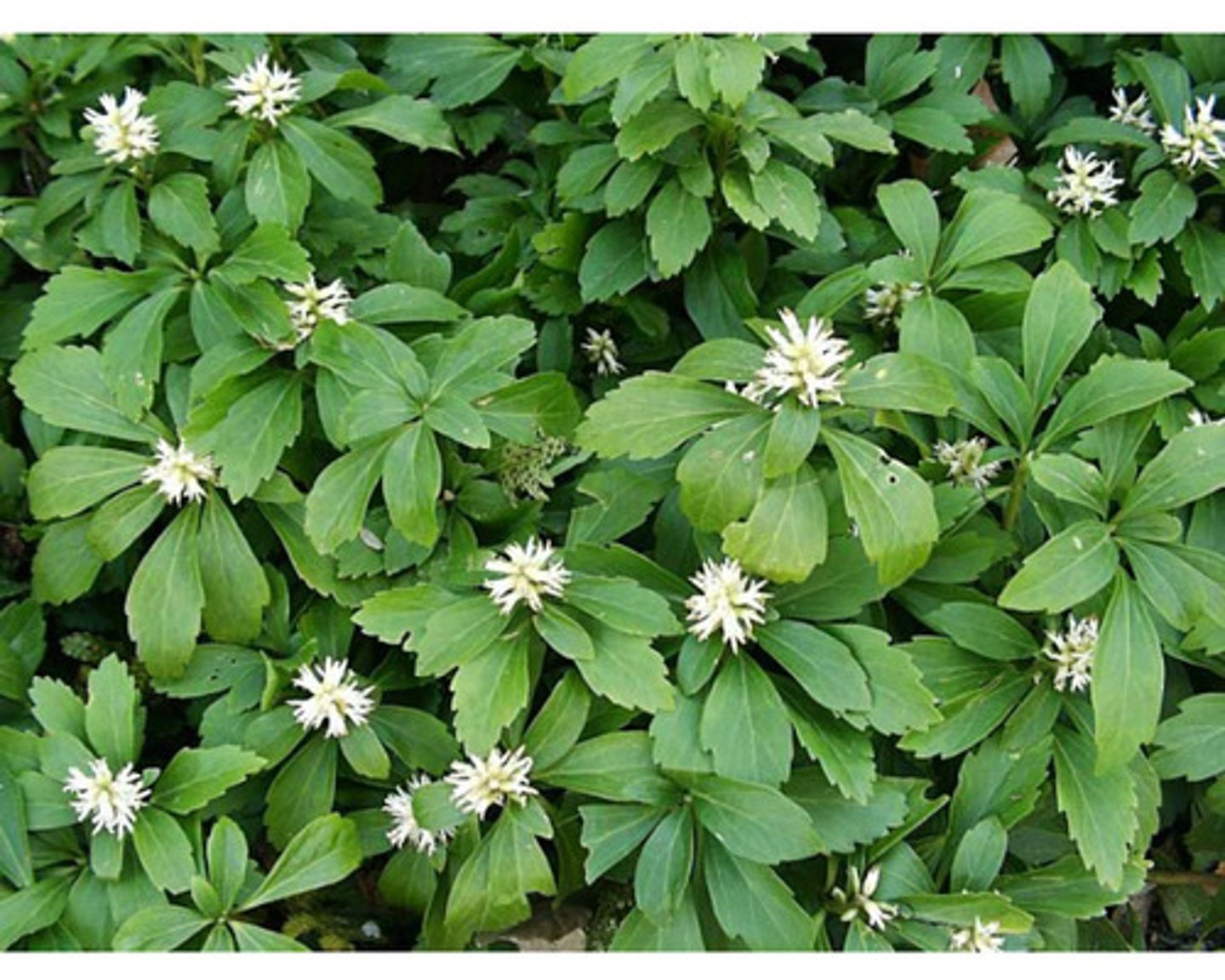 <p>runianka japońska (bukszpanowate) (krzewinka)</p>