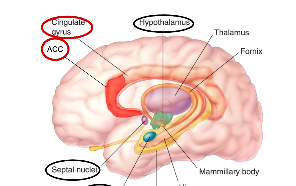 <p><span>Anterior cingulate cortex + anterior insular cortex and emotion</span></p>