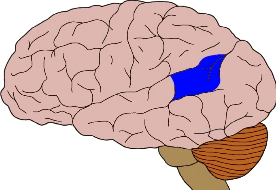 language center located in the left temporal lobe Involved in receptive language
