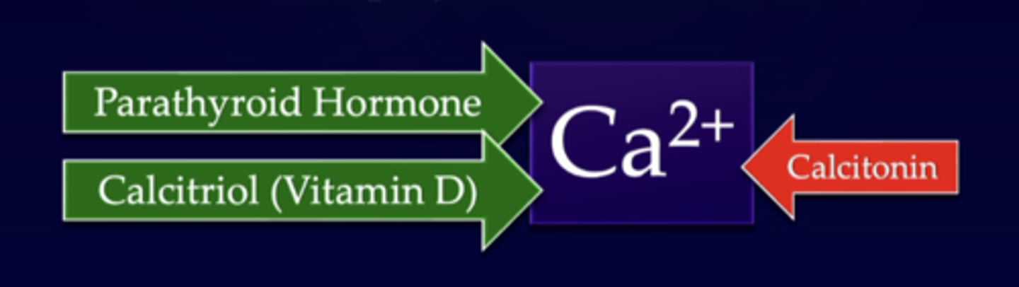 <p>what are the two major hormones that regulate plasma ca 2+ levels</p>