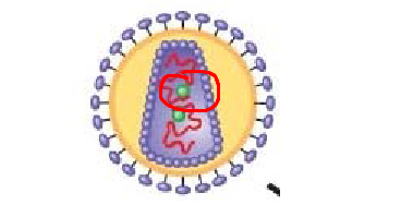 <p>structure circled in red</p>