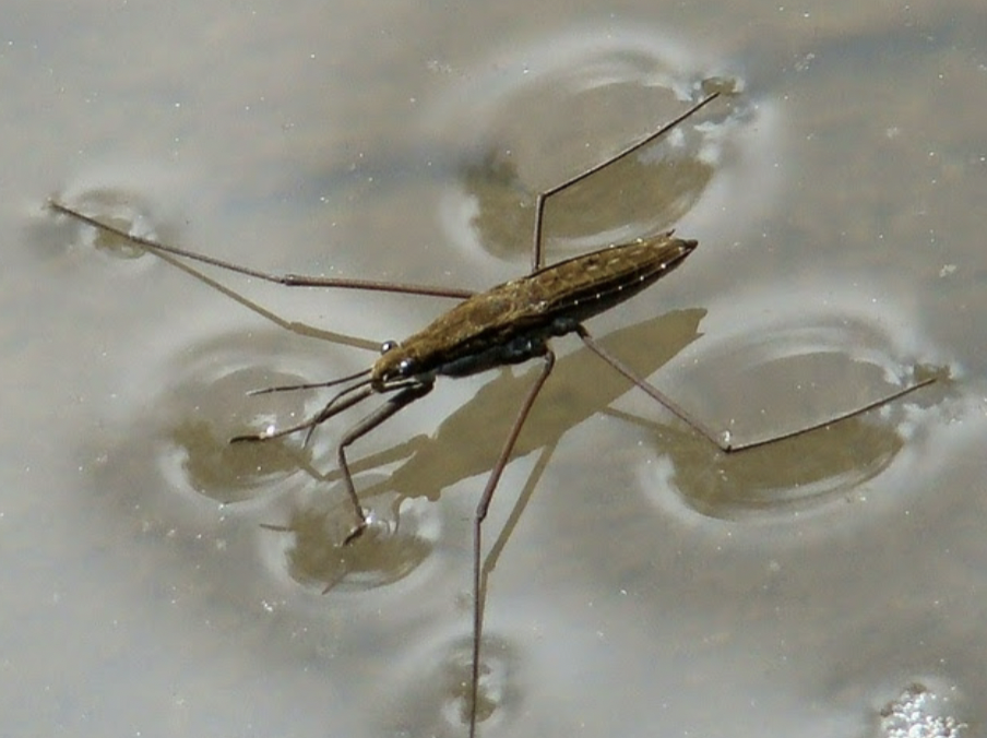 <p>hemiptera</p>