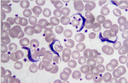 <p>A- what is the method of examination used here</p><p>B-identify the used technique</p><p>C- what is the type of this technique in this picture </p><p>D - how to use it</p><p>E- what its importance</p>