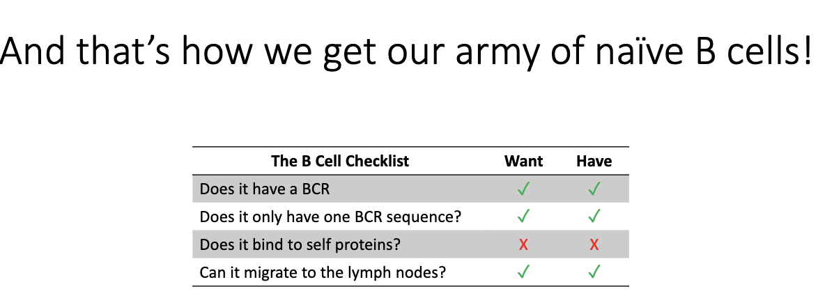 <ul><li><p>BCR ✓</p></li><li><p>Single BCR sequence ✓</p></li><li><p>Non-self-reactive X</p></li><li><p>Can migrate to lymph nodes ✓</p></li></ul><p></p>