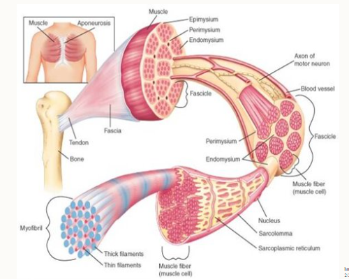 <ol><li><p>Epimysium: surrounds the entire muscle</p></li><li><p>Perimysium: surrounds bundles of muscle fibres - fascicles</p></li><li><p>Endomysium: surrounds individual muscle fibres</p></li></ol><p>Function:</p><ul><li><p>Functional: transfer information to the bone which affects movement</p></li><li><p>Protective: Strong, helps support muscle when under force and tension</p></li><li><p>too much connective tissue = dangerous e.g. can lead to fibrosis. </p></li></ul><p></p>