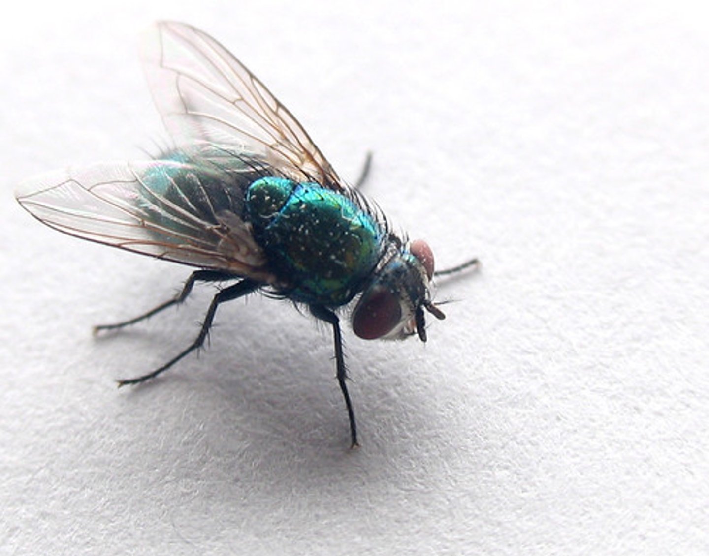 <p>Fly</p>