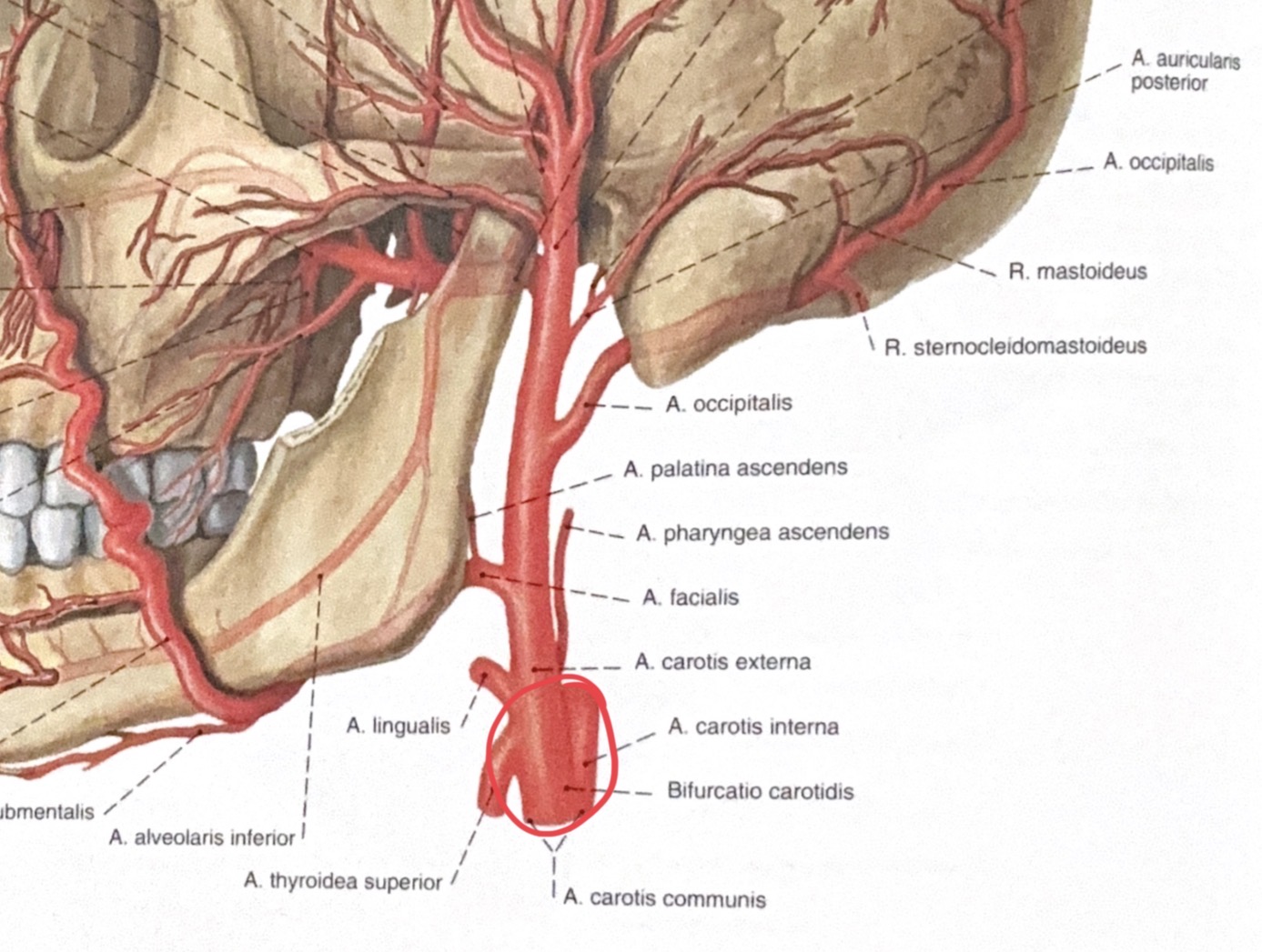 <p>a.carotis externa / interna</p>
