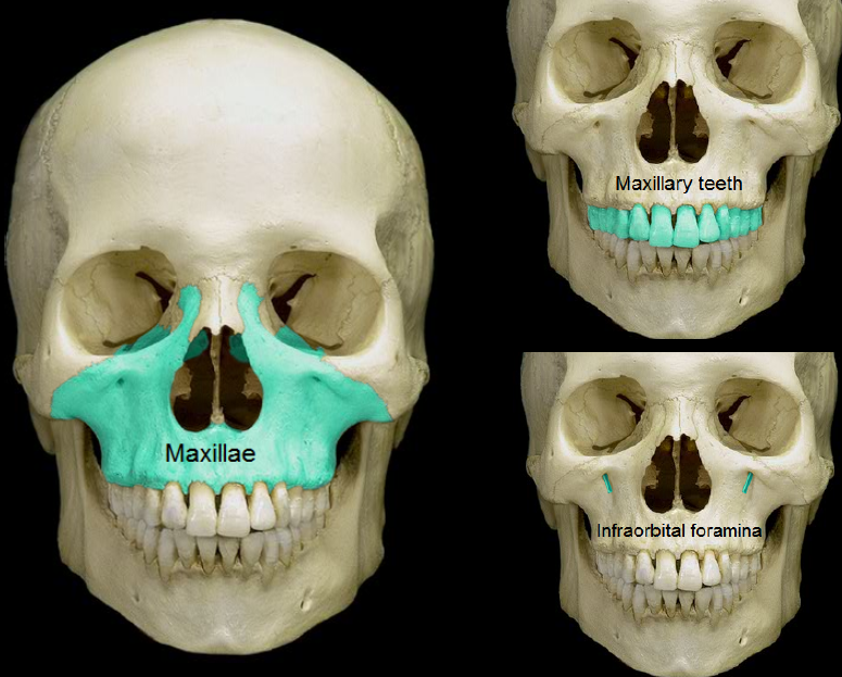 <p>of or relating to the upper jaw</p>