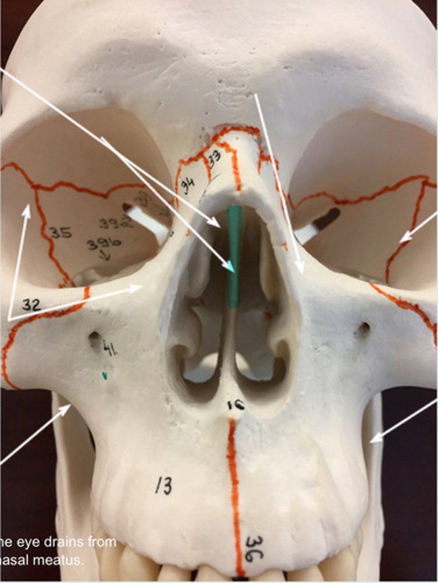 <p>What bone is highlighted here?</p>