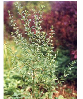 <p>Tác dụng - Scoparia dulcis</p>