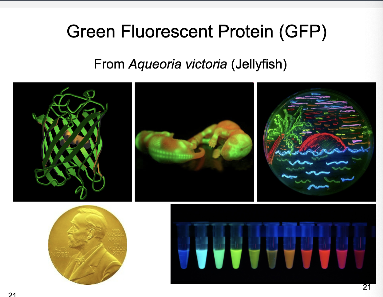<p><span><span>What is Green Fluorescent Protein (GFP)?</span></span></p>