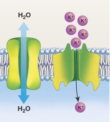 <p>What is Facilitated Diffusion and some examples?</p><p></p>