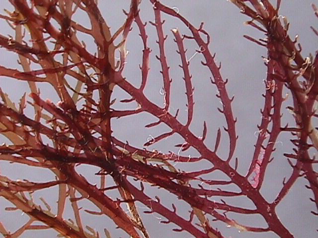 <p>Alga</p>