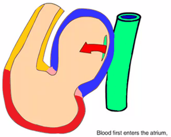<ul><li><p><strong><mark data-color="red">sinus venosus, atrium, ventricle, bulbos cordis</mark></strong></p></li><li><p><strong><mark data-color="red">sinus venosus, atrium, ventricle, bulbos cordis</mark></strong></p></li></ul>