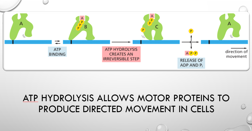 <p><span style="font-family: &quot;Tw Cen MT&quot;;">Atp hydrolysis allows motor proteins to produce directed movement in cells</span></p>