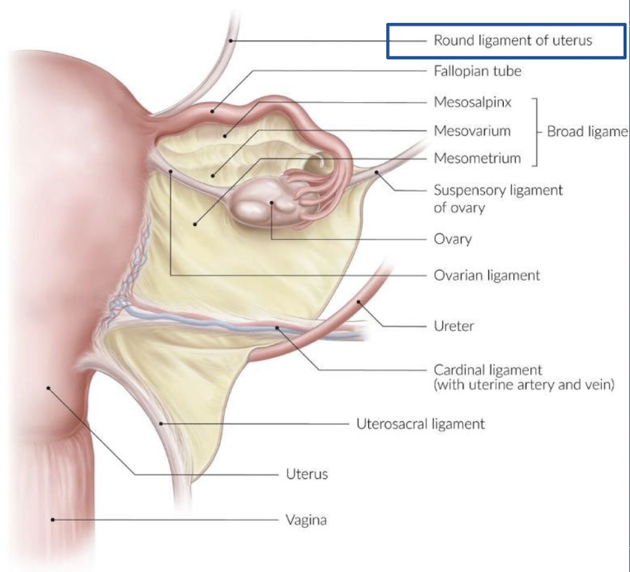 <ul><li><p><strong>fibrous cords between layers of broad ligaments</strong></p></li><li><p><span style="color: red;"><strong>cord on each side of superior </strong>aspect of uterus; courses <strong>upward and lateral</strong></span> to inguinal canal, inserting into labia majora</p></li><li><p>stabilizes uterine <strong>fundus</strong> and <strong>body</strong> in forward position</p></li><li><p><span style="color: red;">provides </span><span style="color: red;"><strong><span>anterior support </span></strong><span>to uterus</span></span></p></li><li><p>“paired ligaments that originate at uterine cornua, anterior to fallopian tubes, and course anterolaterally within broad ligament to inert into the fascia of the labia majora; hold the uterus forward in its anteverted position”</p></li></ul><p></p>
