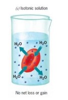 <p>there is an equal concentration of water both in and out of the cell. the cell doesn&apos;t change.</p>