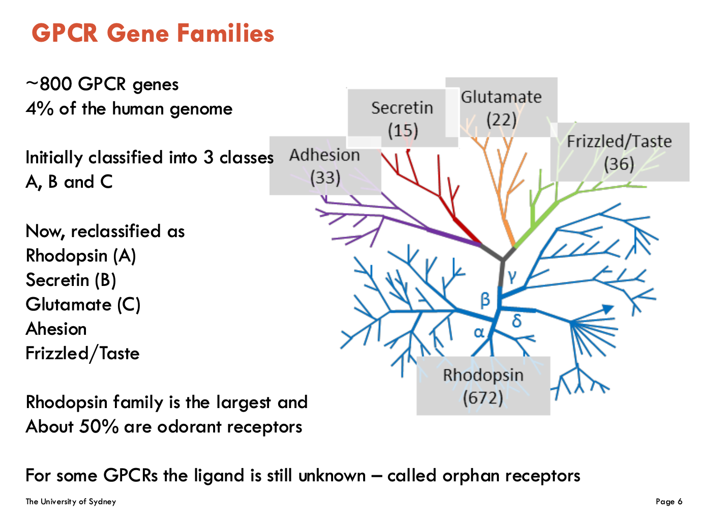 <p>Classified as:</p><ul><li><p>Rhodopsin (A)</p><ul><li><p>largest family and about 50% are odorant receptors</p></li></ul></li><li><p>Secretin (B)</p></li><li><p>Glutamate (C)</p></li><li><p>Adhesion</p></li><li><p>Frizzled/Taste</p></li></ul><p>Some GPCRs have unknown ligands - “orphan receptors”</p>