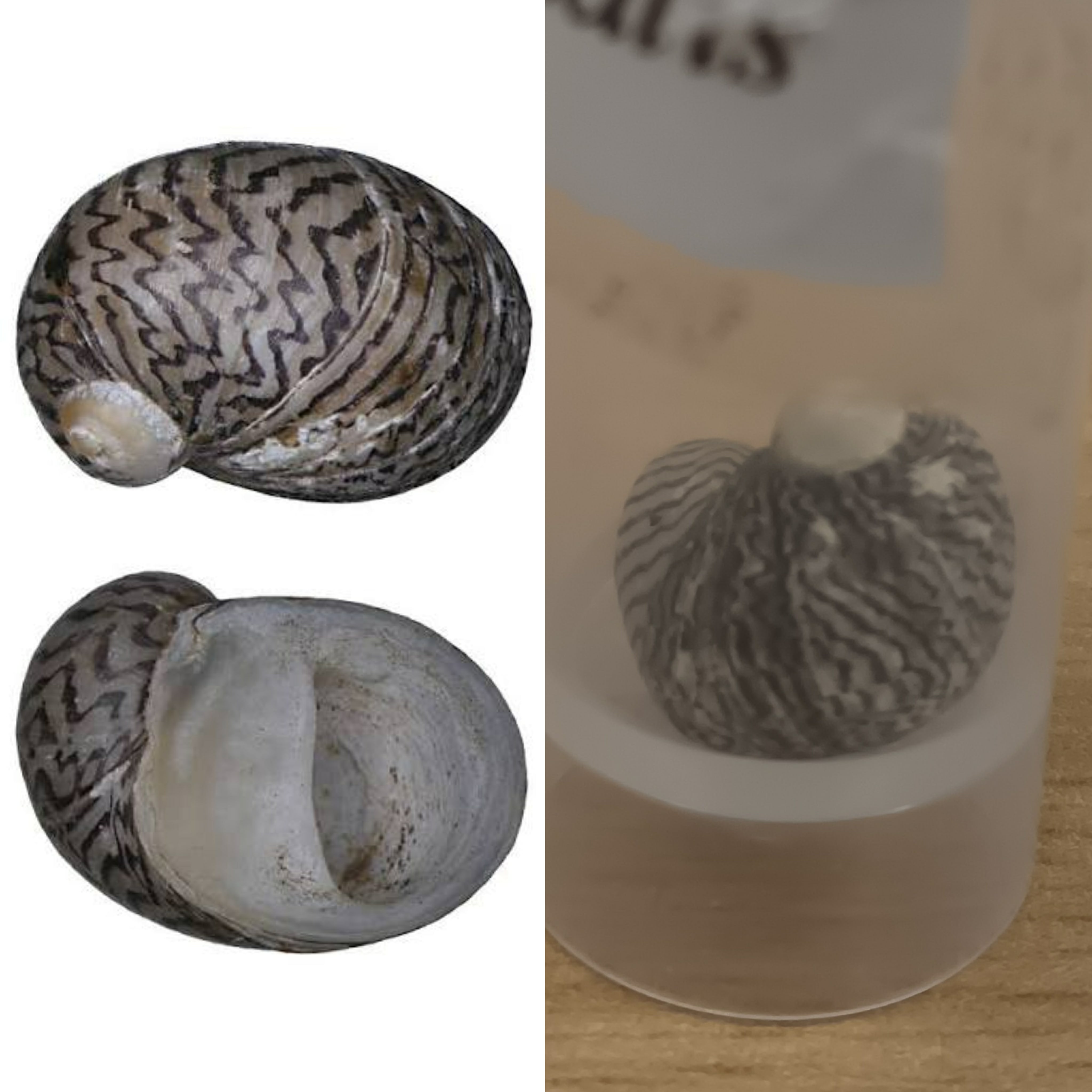 <p>Kmeň: Mollusca (mäkýše)<br>Trieda: Gastropoda (ulitníky)<br>Skupina: Prosobranchia (prednožiabrovce)</p>