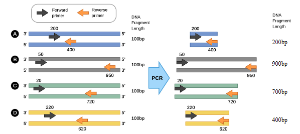 <p>bind at a specific DNA sequence and mark the beginning of the DNA amplification</p>