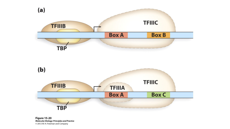 <p>Polymerase III promoters are located ( ) from the start site of transcription and contain ( ) sequence boxes. They require two transcription factors, though a third occasionally helps: TFIIIC, TFIIIB, and TFIIIA.</p>