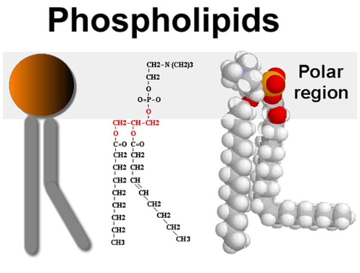 <p>consist of a glycerol molecule, two fatty acids, and a phosphate group that is modified by an alcohol. The phosphate group is the negatively-charged polar head, which is hydrophilic. The fatty acid chains are the uncharged, nonpolar tails, which are hydrophobic.</p>