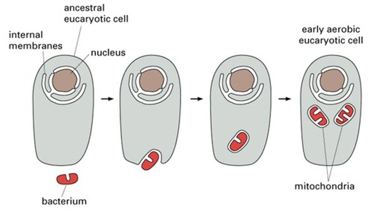 <p>They do not exchange membranes with other organelles via vesicle transport and are thought to have originated from free-living bacteria.</p>