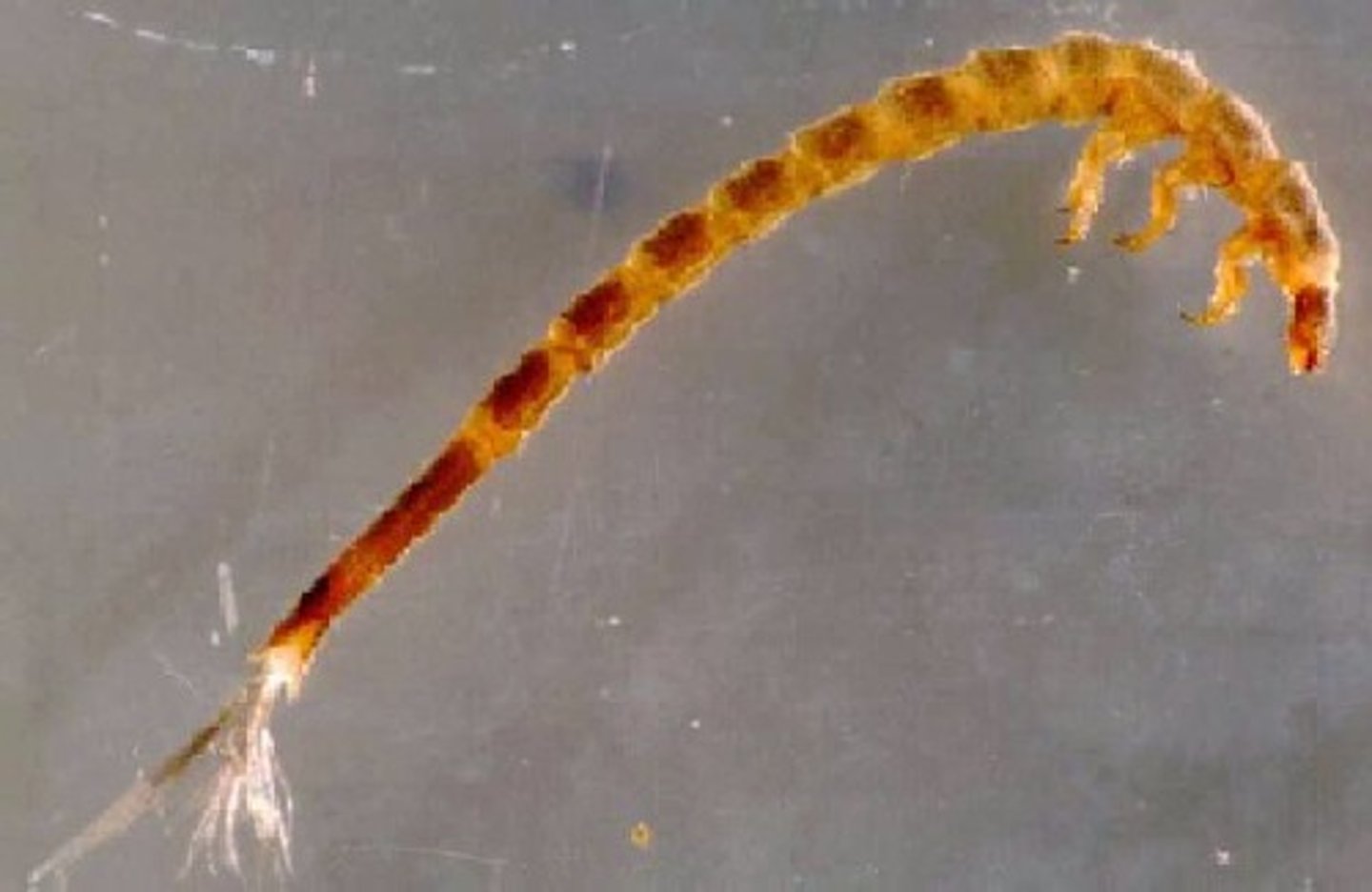 <p>long multi-segmented, pair of tiny hooks and outward pointing hairlike gills, brown, detrivores, complete metamorphosis</p>