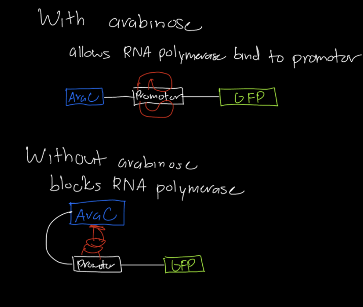 <p>RNA polymerase cannot bind to promoter because a transcription factor is already binded</p><p></p><p>sugar/hormones if it binds to TF then it comes off from the gene and the RNA polymeras can bind to the promoter</p>