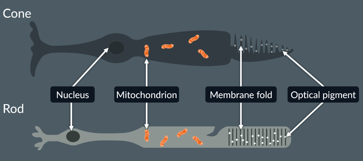 <p>Cone cells are connected to a bipolar cell, then a sensory neuron.</p><p>Rode cells are connected to a biopolar cell then many sensory neurons.</p><p>The membrane folds are dotted with optical pigments - that are chemicals that enable to respond to different wavelengths of light, so this makes each rod and cones to see different colours.</p>