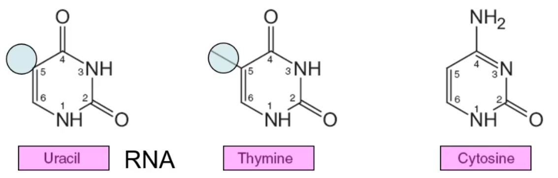 <p>thymine has an methyl group at the 5th position</p>