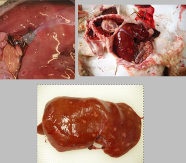 <p>What is the likely cause of this abortion and describe the patholoy</p>