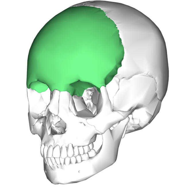 <p>makes up bony forehead</p>