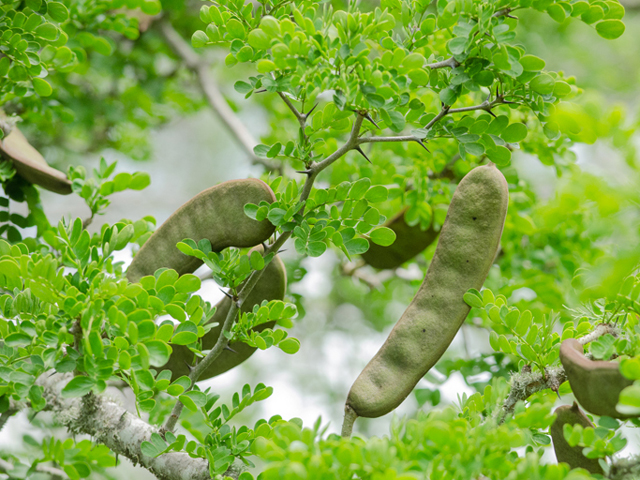 <p>Ebenopsis ebano&nbsp;<br>(Legume)</p>