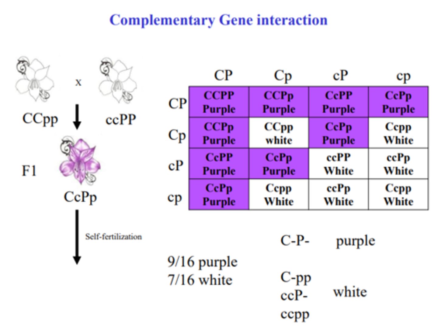 <p>When either or both genes are homozygous recessive and produce the same phenotype.</p>
