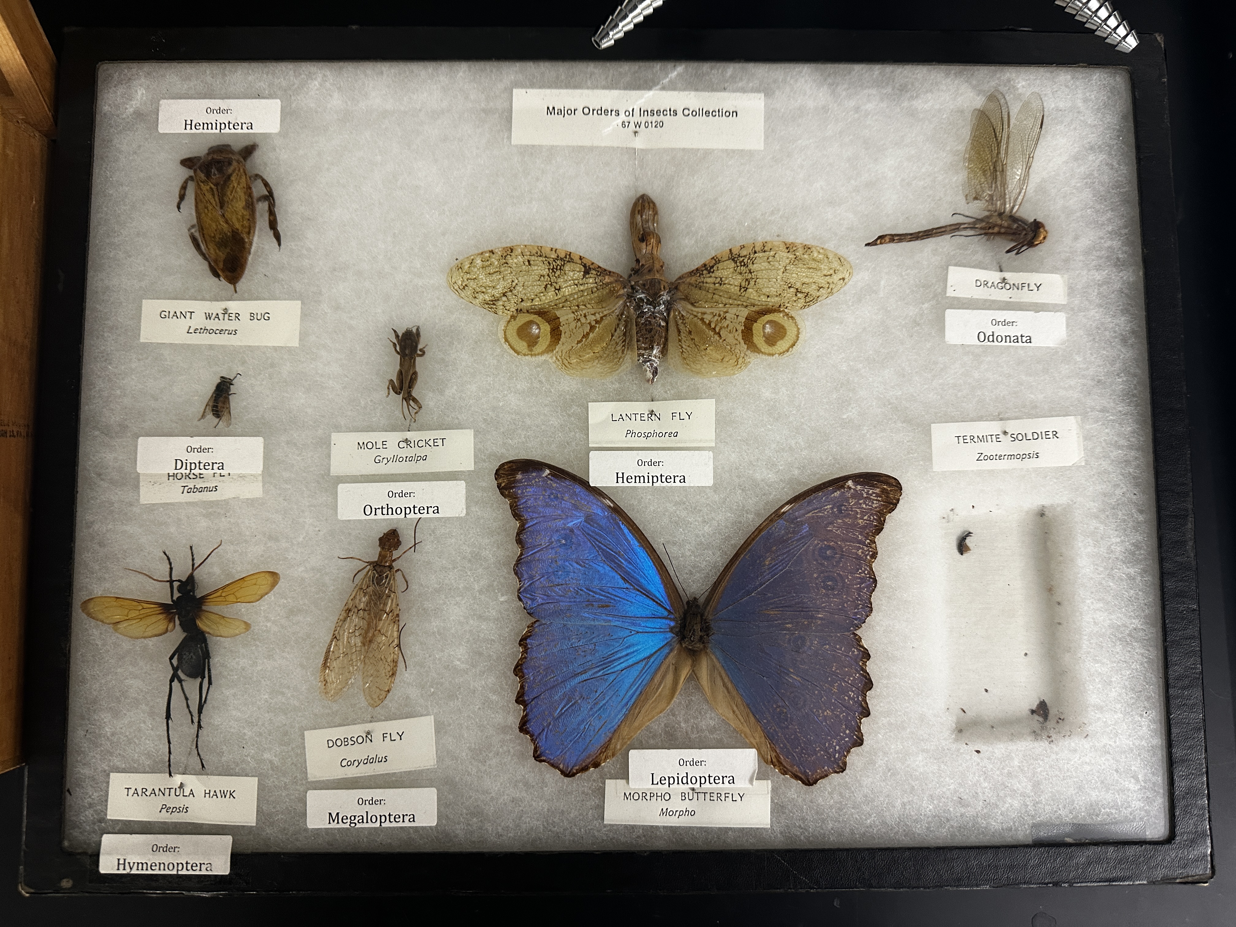 <p>Identify (Grouping(s), Phylum, Subphylum)</p>